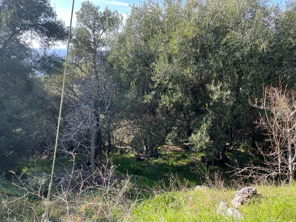 Земля на Корфу, Греция, 4 000 м² - фото 7