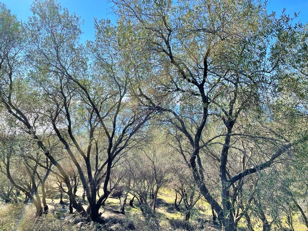 Земля на Корфу, Греция, 35 000 м² - фото 7