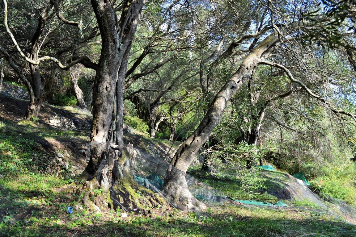 Земля на Корфу, Греция, 14 530 м² - фото 7