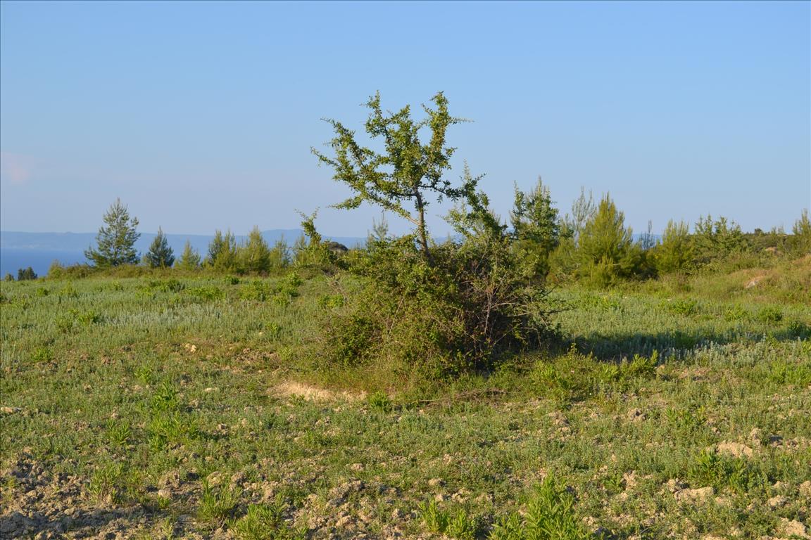 Земля на Кассандре, Греция, 15 400 м² - фото 7