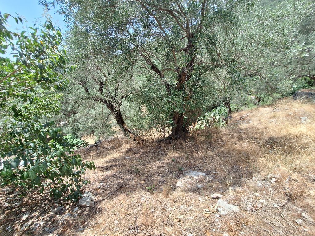 Земля на Корфу, Греция, 6 000 м² - фото 7