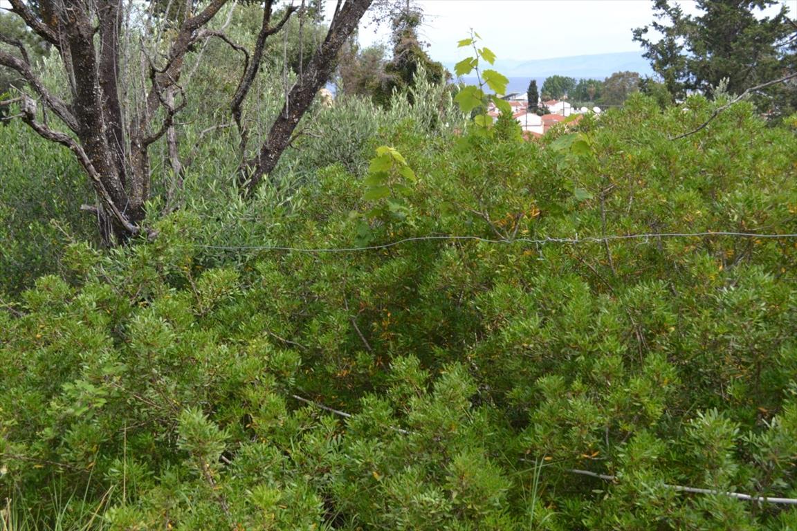 Земля на Корфу, Греция, 1 100 м² - фото 7