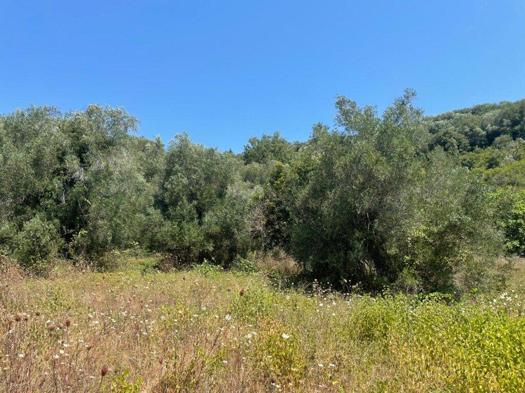Земля на Корфу, Греция, 11 450 м² - фото 7