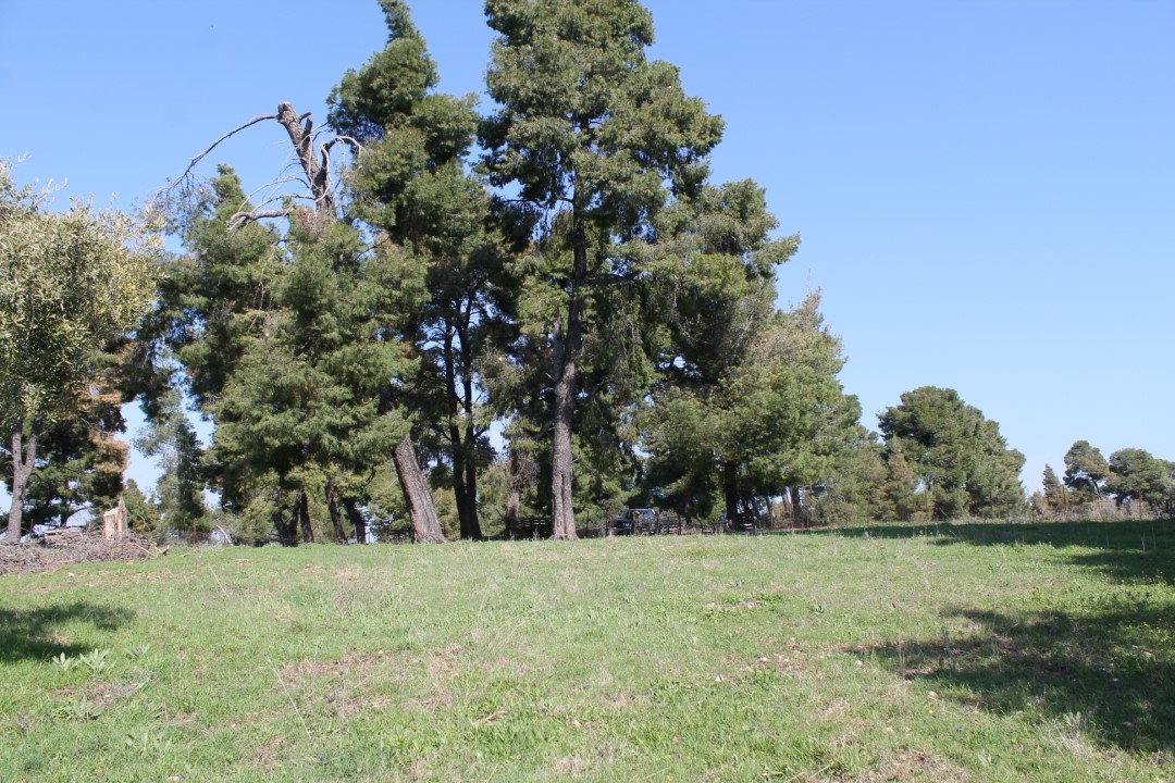 Земля на Кассандре, Греция, 6 400 м² - фото 7