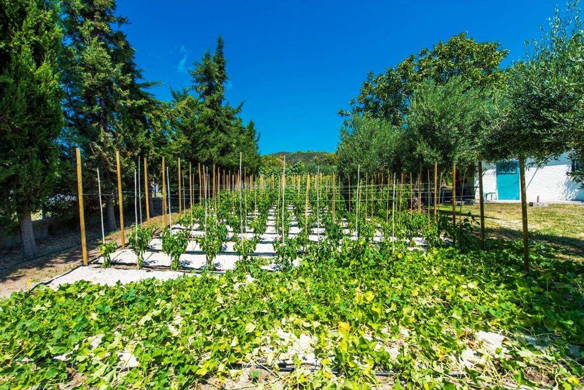 Земля на Кассандре, Греция, 2 500 м² - фото 7