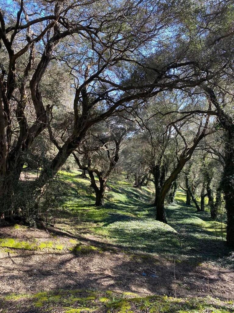 Земля на Корфу, Греция, 95 095 м² - фото 8