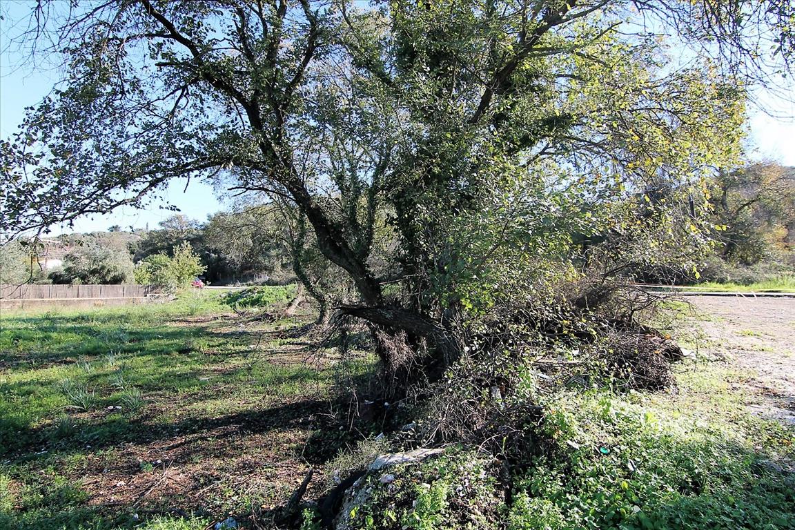 Земля на Корфу, Греция, 5 000 м² - фото 8