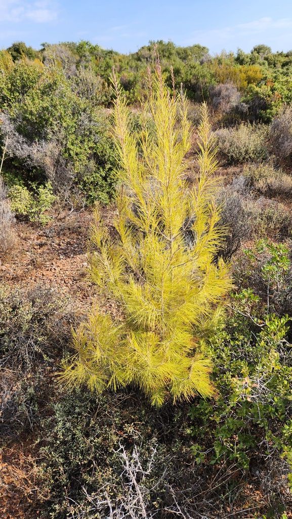 Земля в Ситонии, Греция, 37 500 м² - фото 8