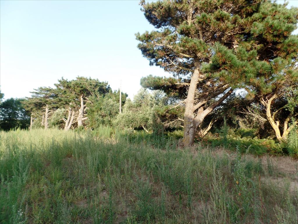 Земля на Корфу, Греция, 6 409 м² - фото 8