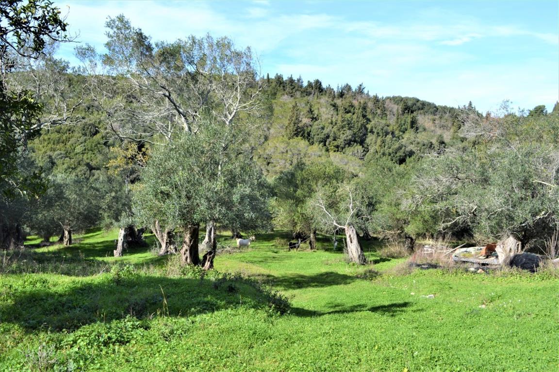 Земля на Корфу, Греция, 70 000 м² - фото 8