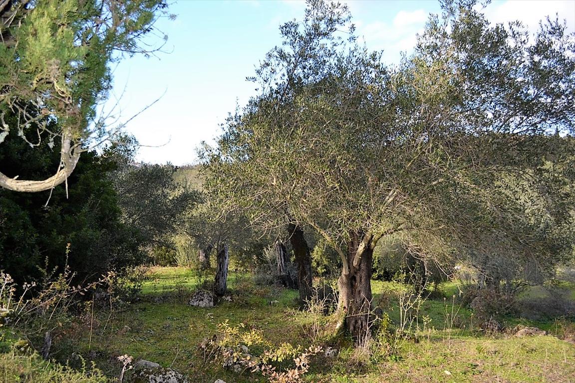 Земля на Корфу, Греция, 20 000 м² - фото 8