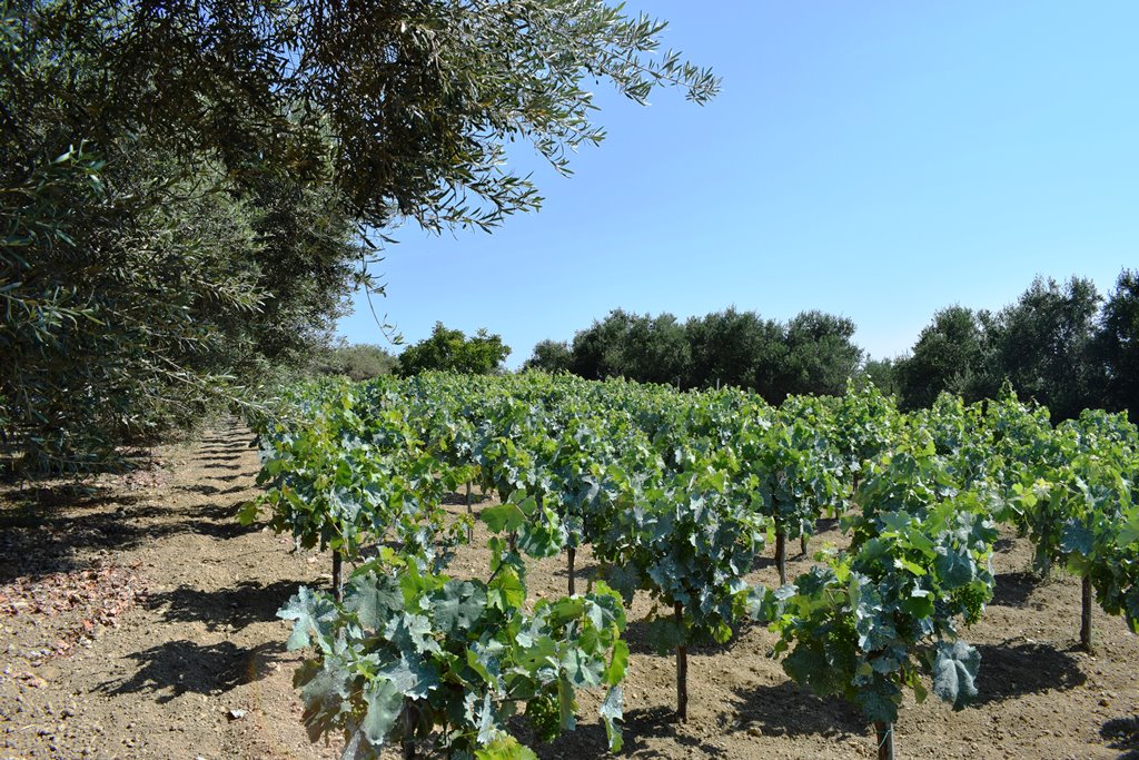 Земля в Ираклионе, Греция, 4 000 м² - фото 8