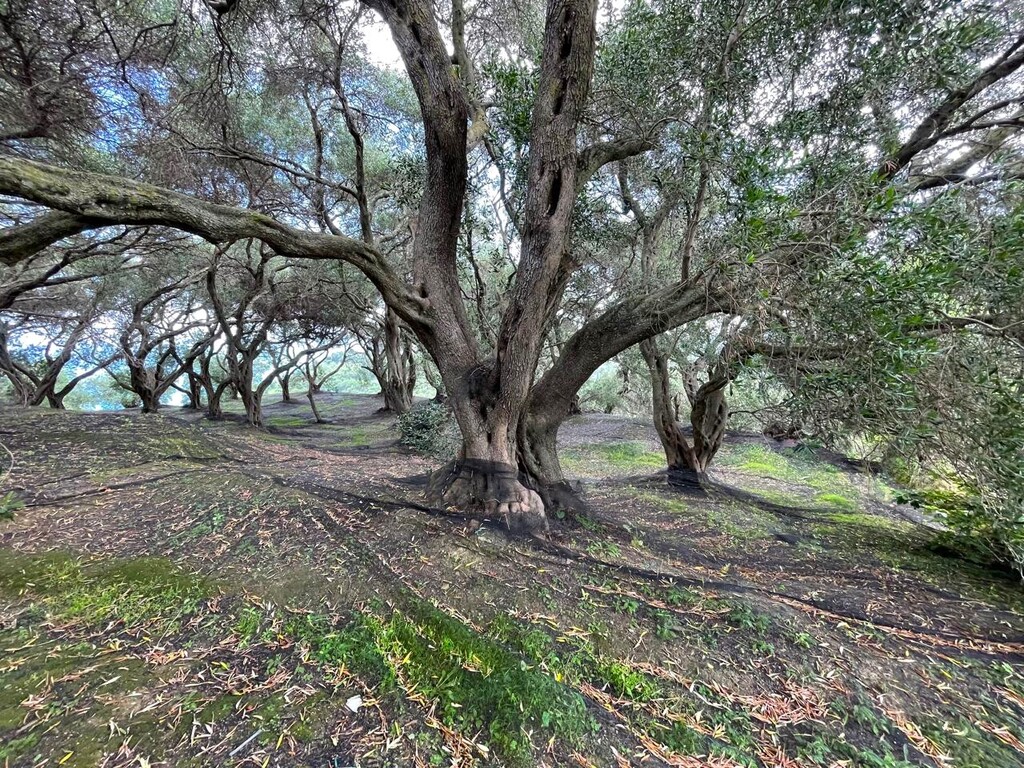 Земля на Корфу, Греция, 940 м² - фото 8