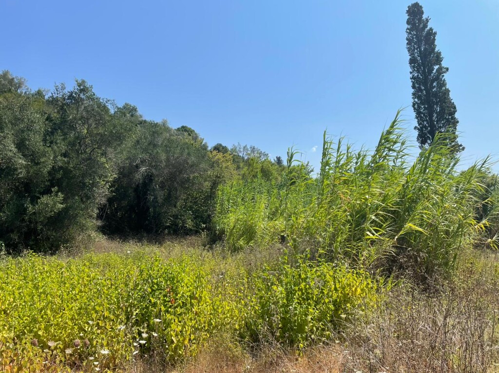 Земля на Корфу, Греция, 11 450 м² - фото 8