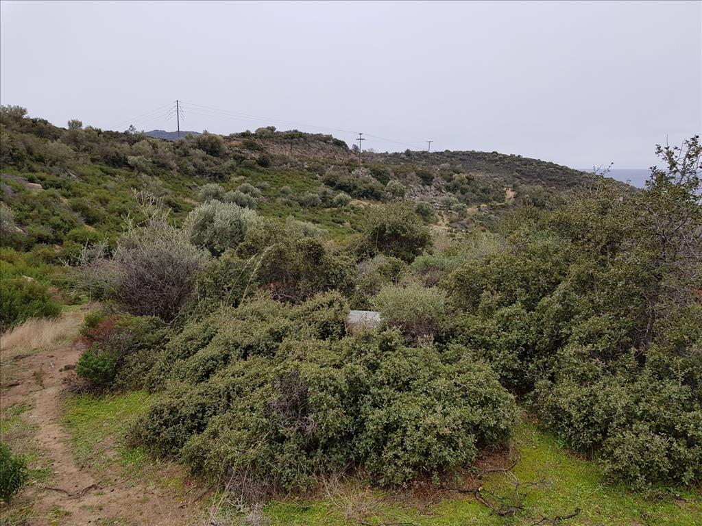 Земля в Ситонии, Греция, 12 500 м² - фото 8