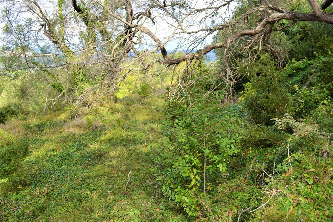 Земля на Корфу, Греция, 4 673 м² - фото 8