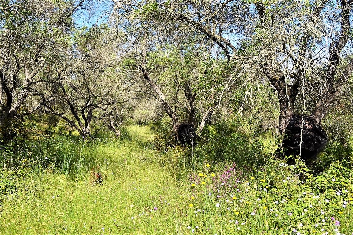 Земля на Корфу, Греция, 12 000 м² - фото 8