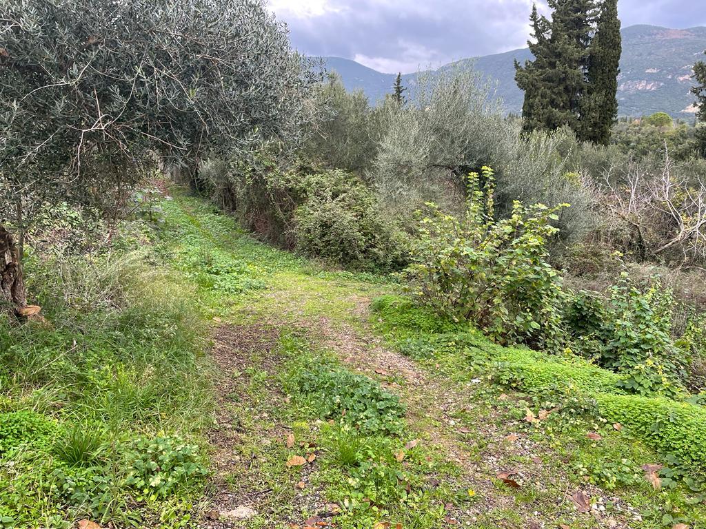 Земля на Корфу, Греция, 2 463 м² - фото 8