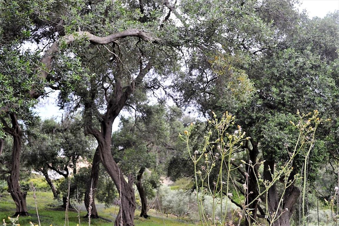 Земля на Корфу, Греция, 5 000 м² - фото 8