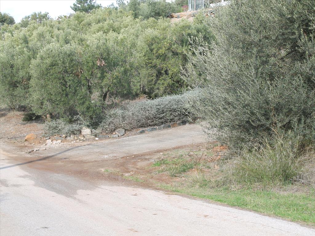 Земля в Ситонии, Греция, 13 244 м² - фото 9