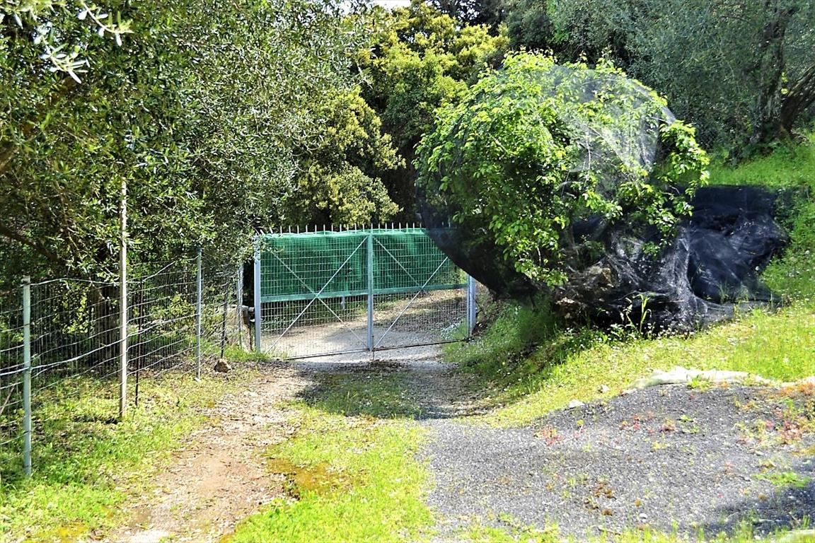 Земля на Корфу, Греция, 7 000 м² - фото 9