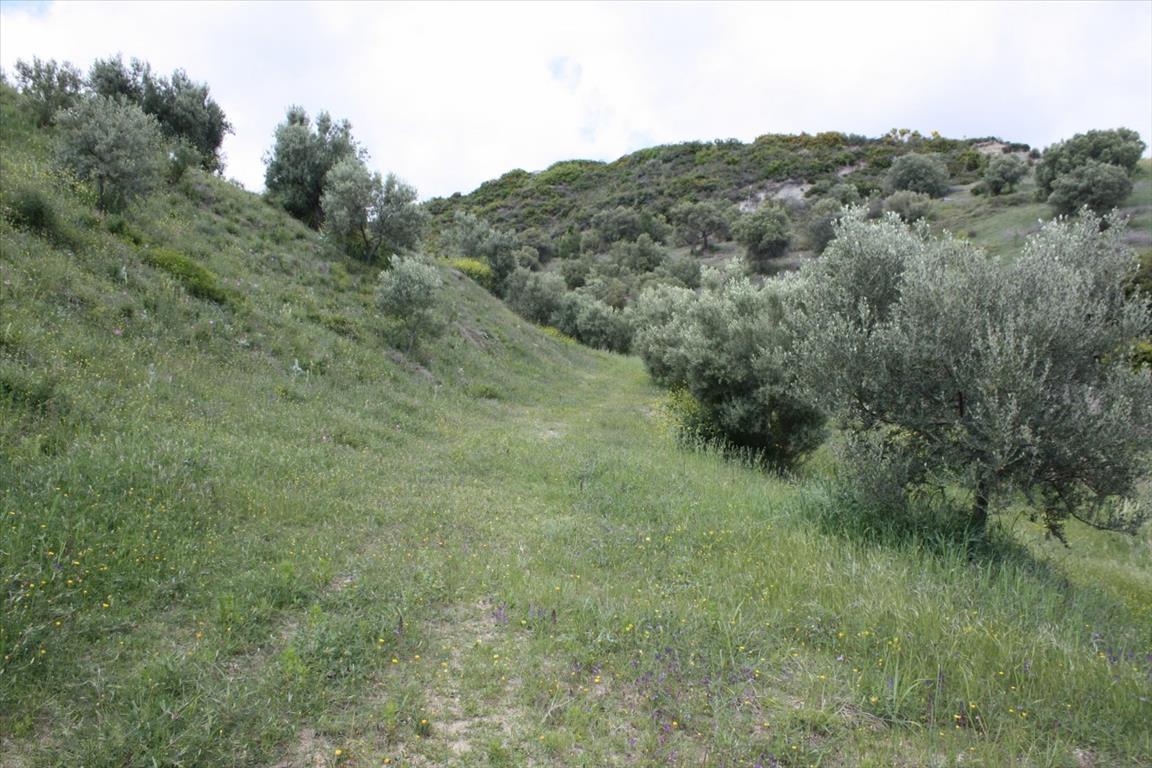 Земля на Кассандре, Греция, 23 000 м² - фото 9