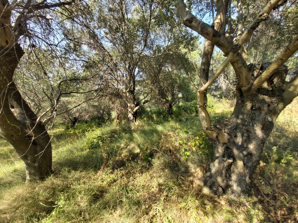 Земля на Корфу, Греция, 4 500 м² - фото 9