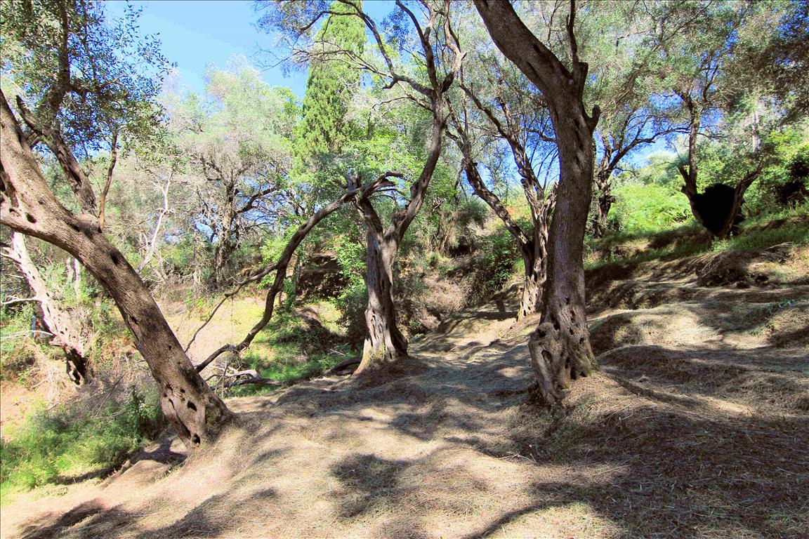 Земля на Корфу, Греция, 10 000 м² - фото 9