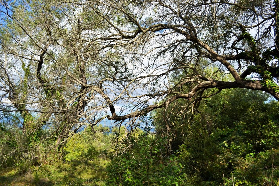 Земля на Корфу, Греция, 4 673 м² - фото 9