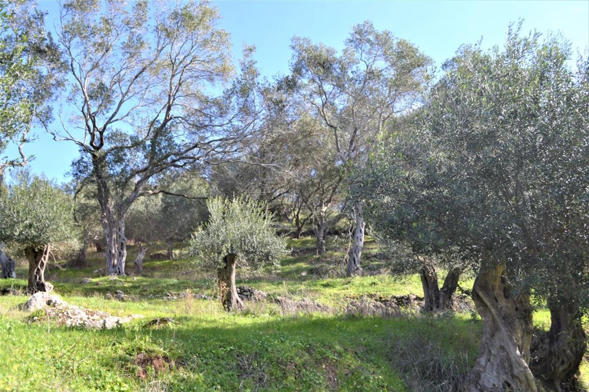 Земля на Корфу, Греция, 70 000 м² - фото 10