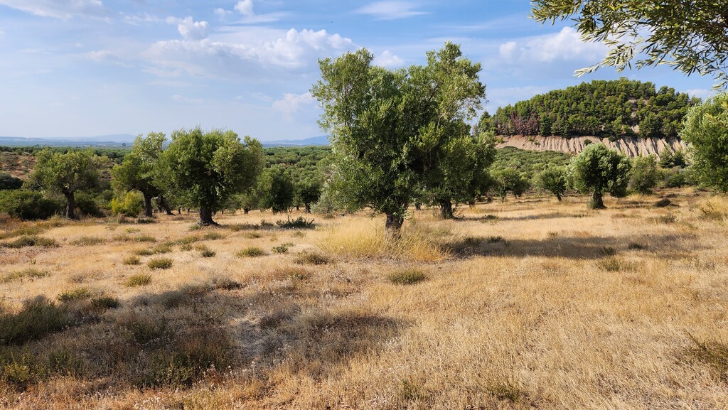 Земля в Ситонии, Греция, 37 500 м² - фото 10