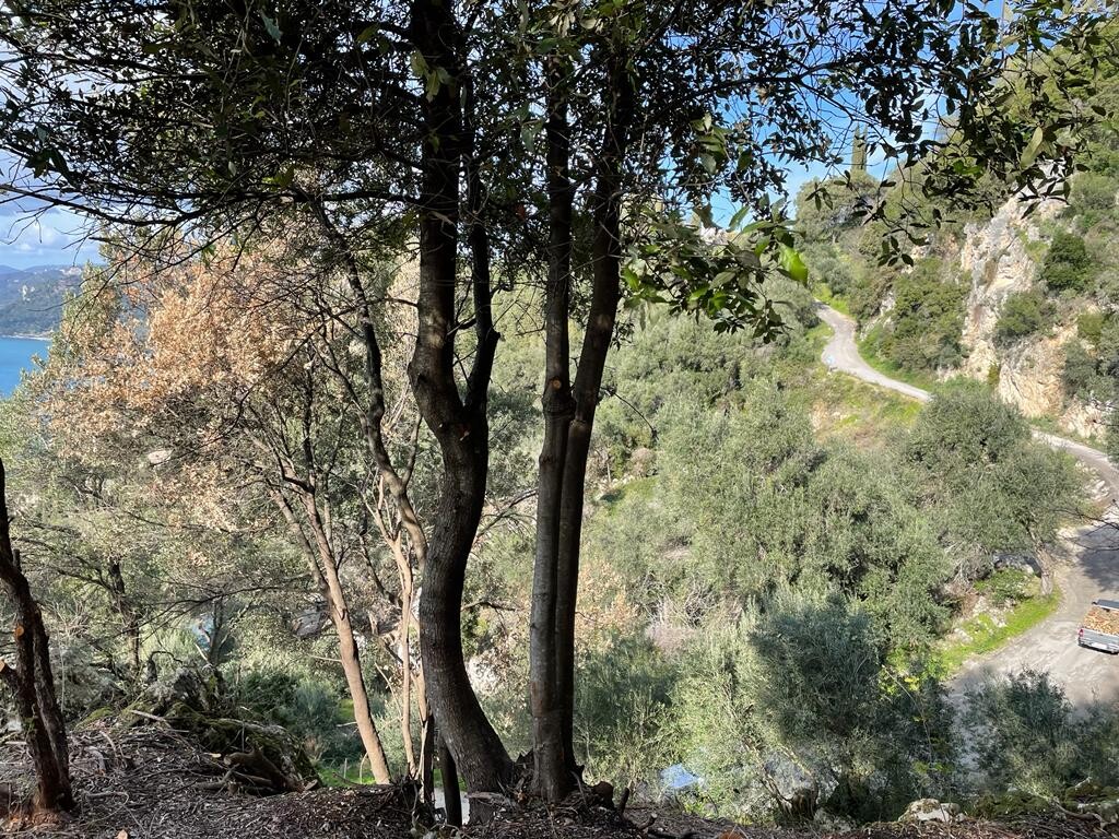 Земля на Корфу, Греция, 6 260 м² - фото 10