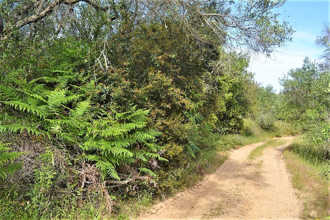 Земля на Корфу, Греция, 12 000 м² - фото 10