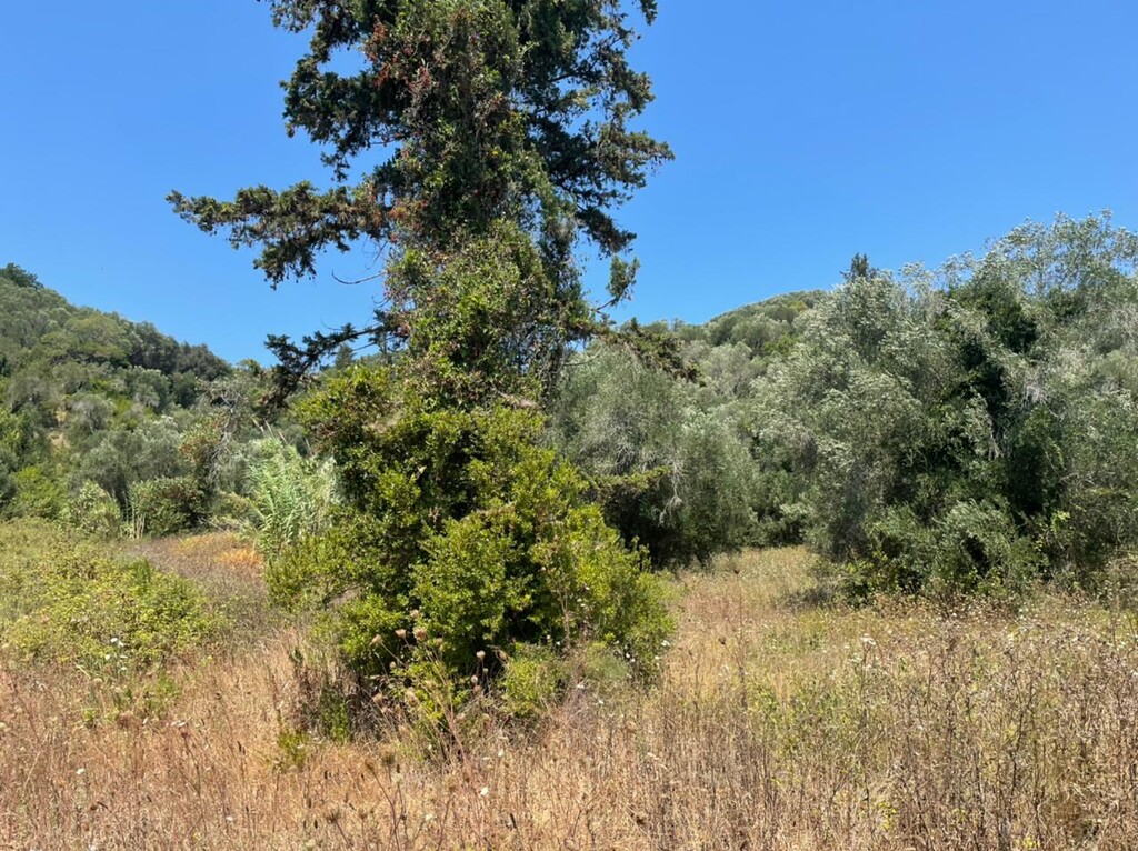 Земля на Корфу, Греция, 11 450 м² - фото 10