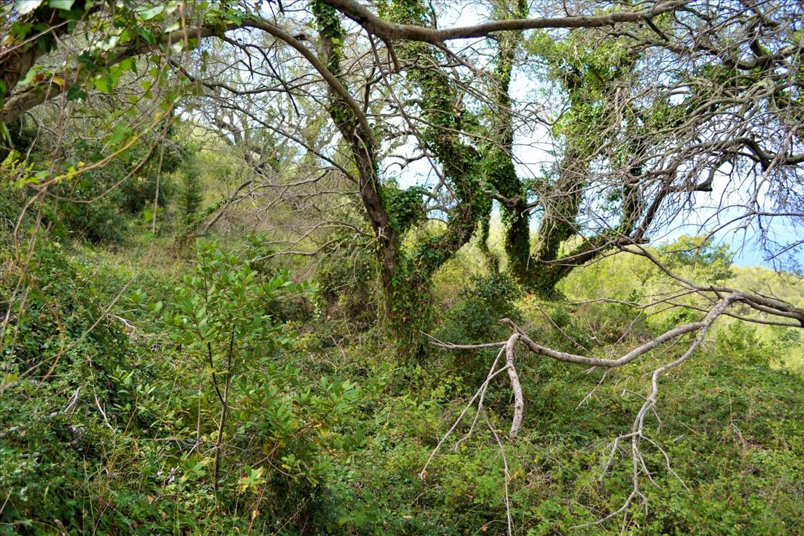 Земля на Корфу, Греция, 4 673 м² - фото 10