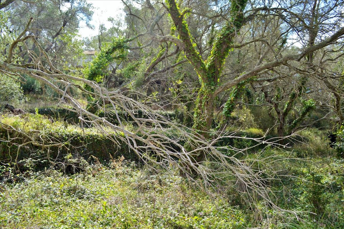 Земля на Корфу, Греция, 4 673 м² - фото 11