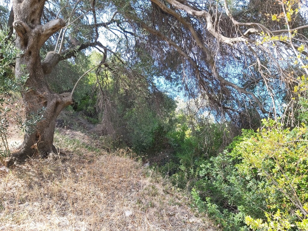 Земля на Корфу, Греция, 8 600 м² - фото 11