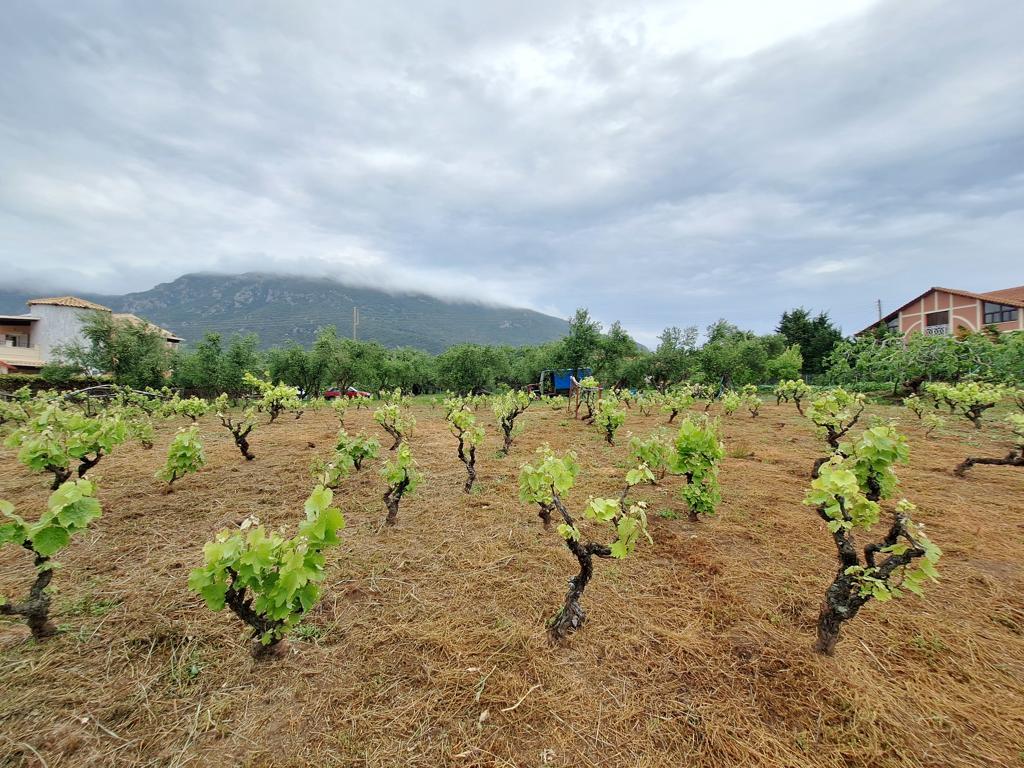 Земля на Корфу, Греция, 4 444 м² - фото 11