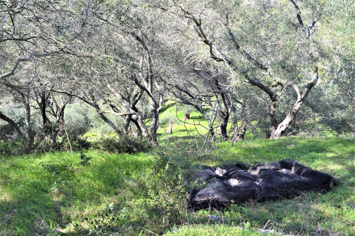 Земля на Корфу, Греция, 70 000 м² - фото 11