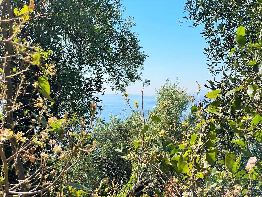 Земля на Корфу, Греция, 90 000 м² - фото 11