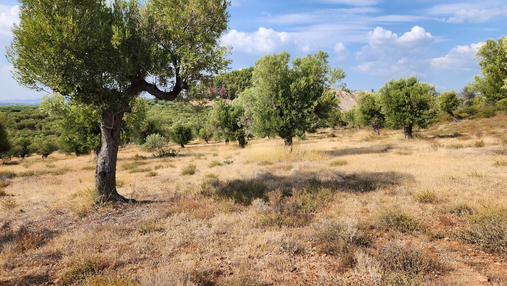 Земля в Ситонии, Греция, 37 500 м² - фото 12