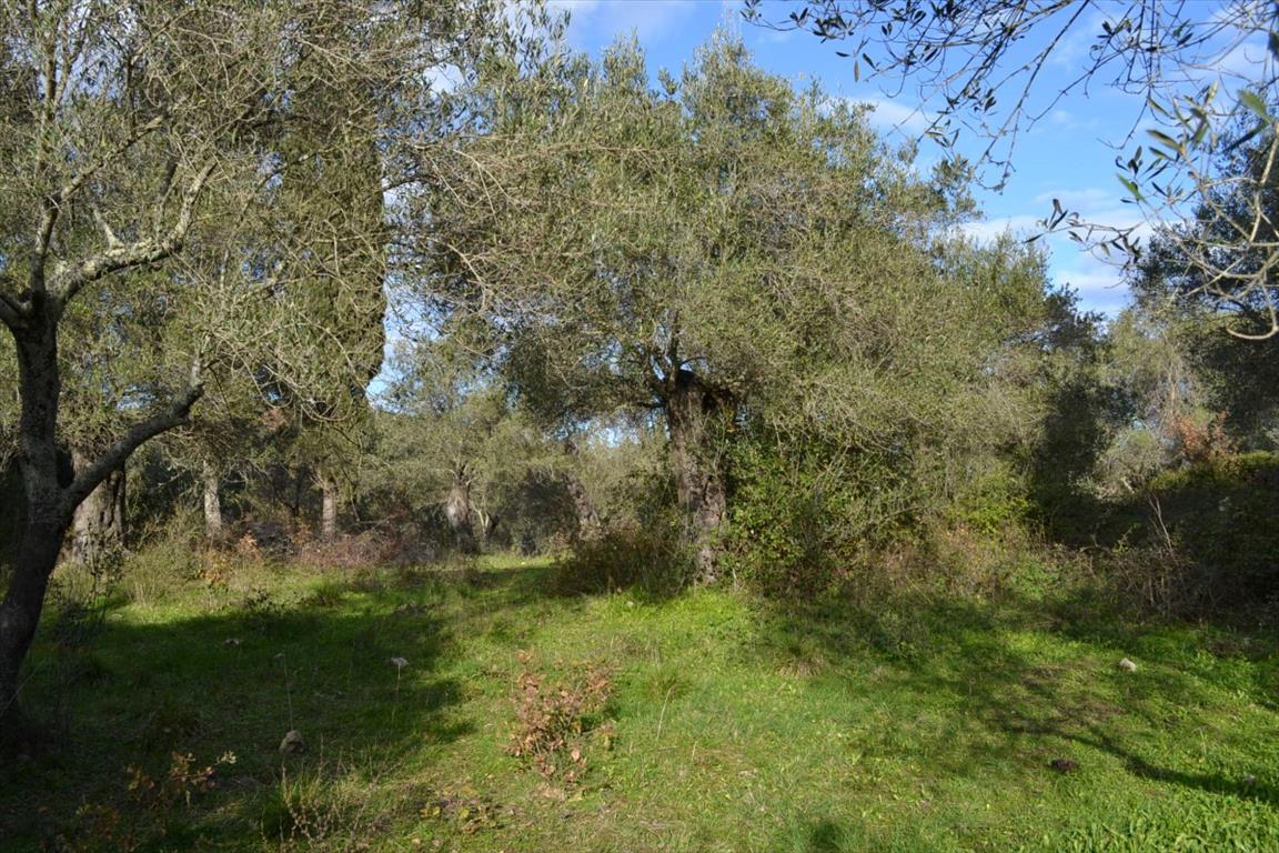 Земля на Корфу, Греция, 20 000 м² - фото 12