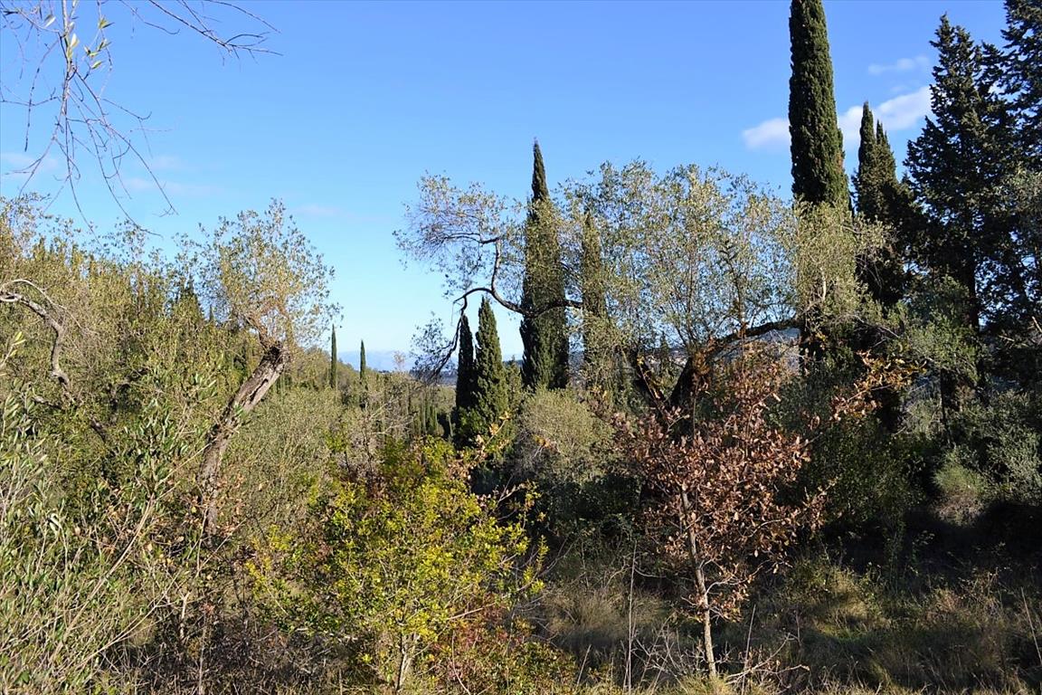 Земля на Корфу, Греция, 8 000 м² - фото 12