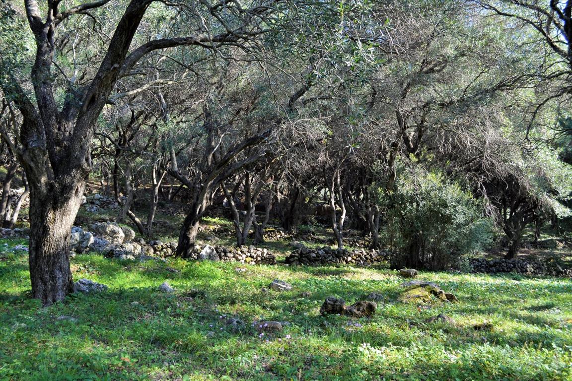 Земля на Корфу, Греция, 7 606 м² - фото 12