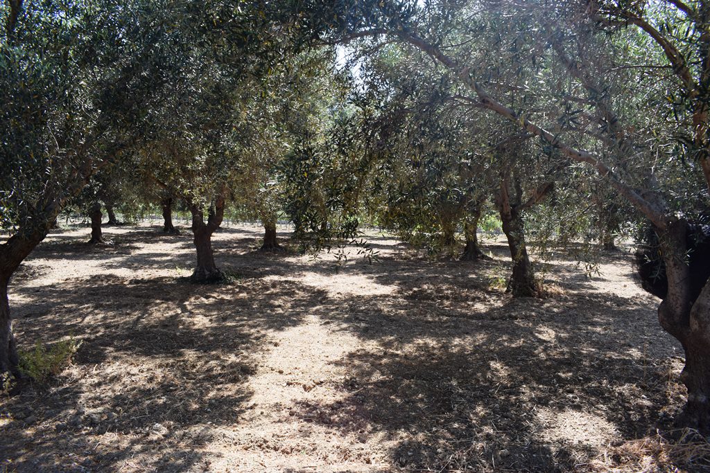 Земля в Ираклионе, Греция, 4 000 м² - фото 12