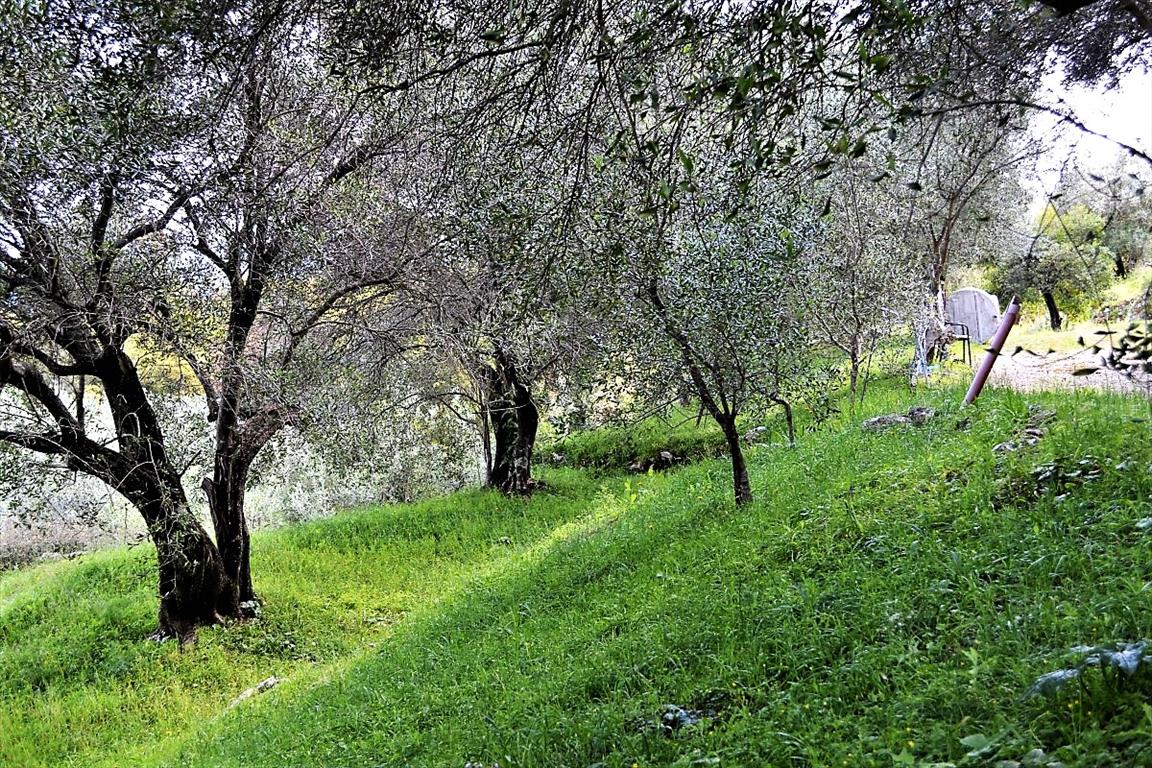 Земля на Корфу, Греция, 7 000 м² - фото 13