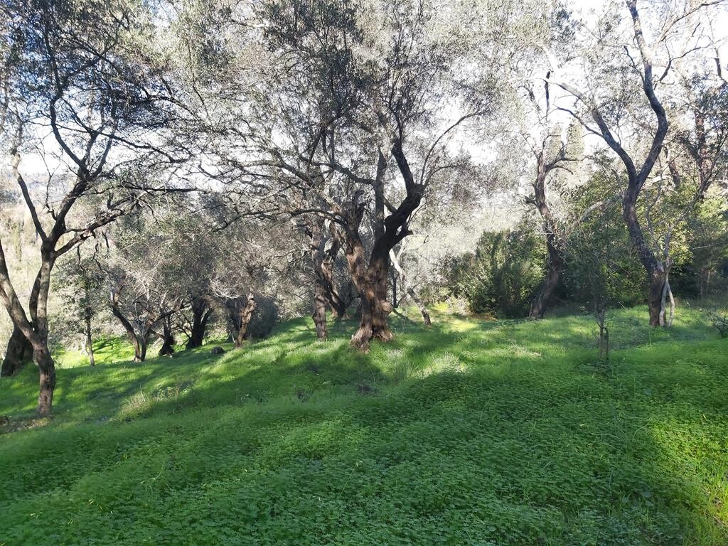 Земля на Корфу, Греция, 7 000 м² - фото 14