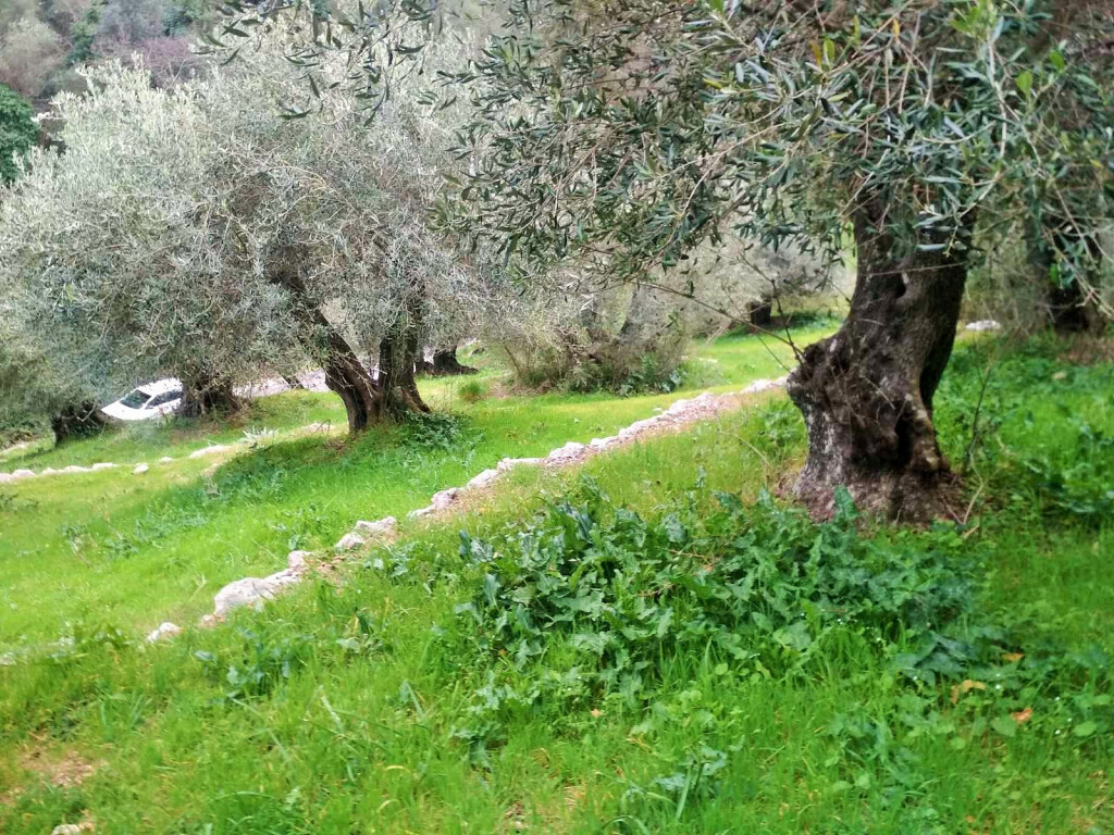 Земля на Корфу, Греция, 4 363 м² - фото 14