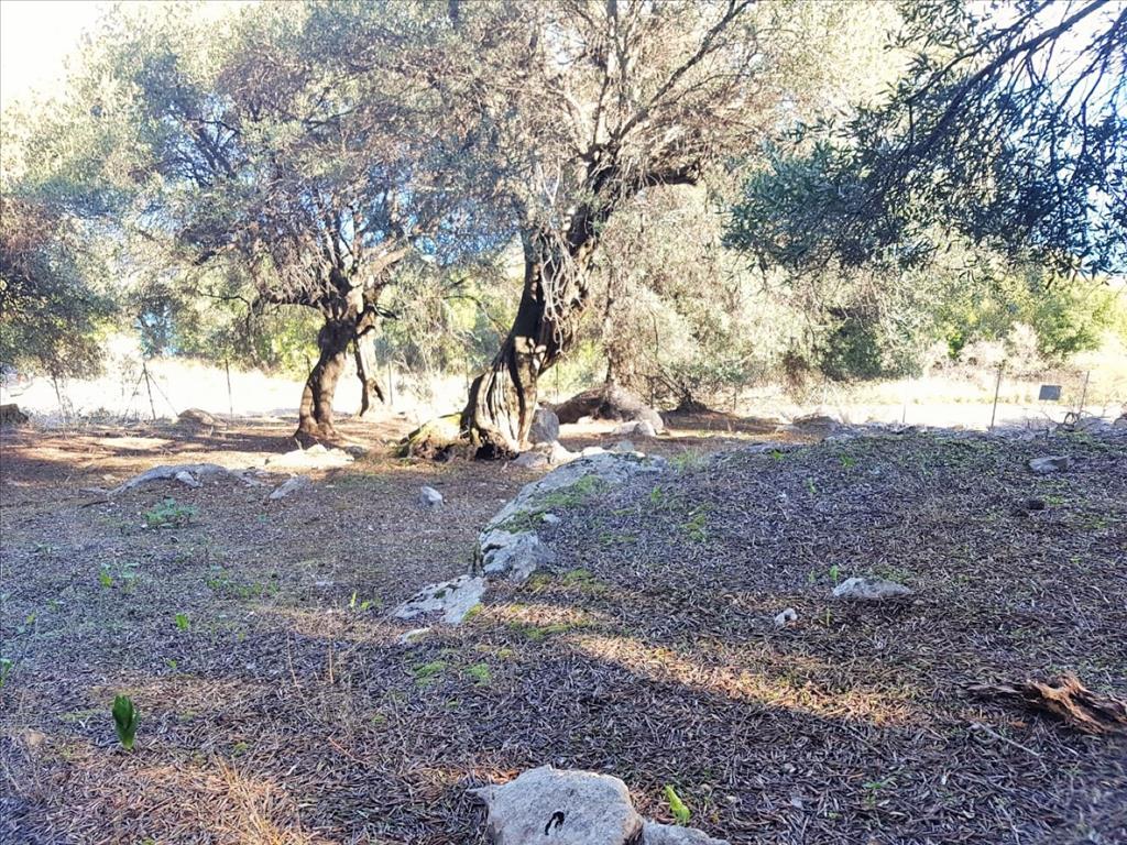 Земля на Корфу, Греция, 12 000 м² - фото 14