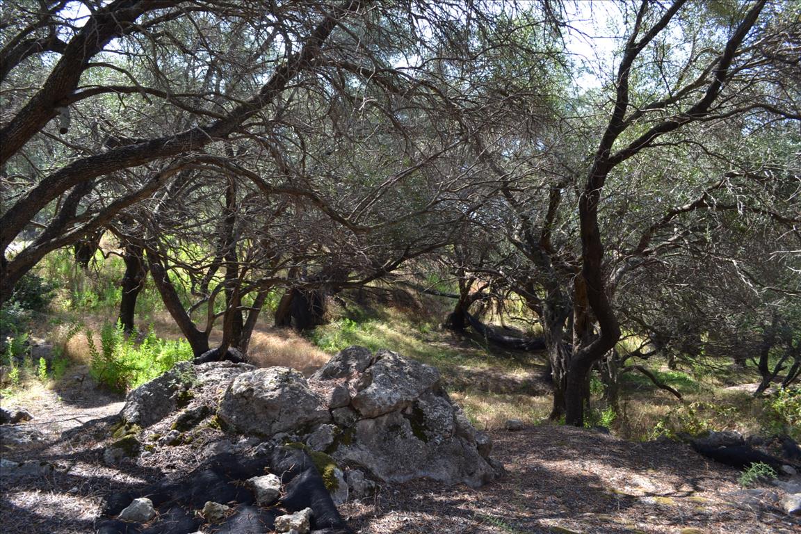 Земля на Корфу, Греция, 9 150 м² - фото 14